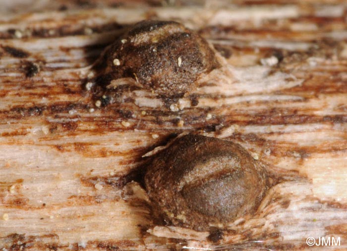 Lophium barbarum = Ostropa barbara 