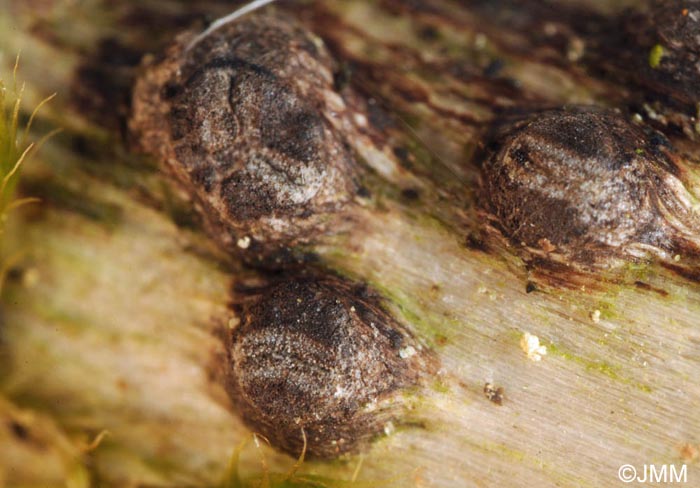 Lophium barbarum = Ostropa barbara 