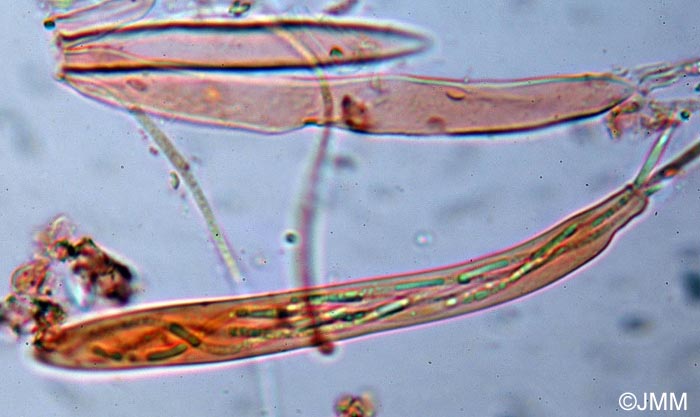 Lophodermium abietis : microscopie