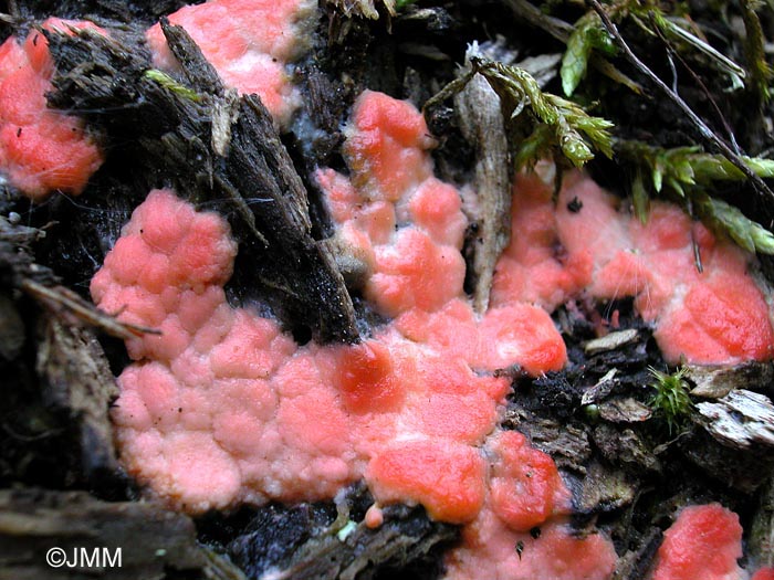 Lycogala epidendron : plasmode