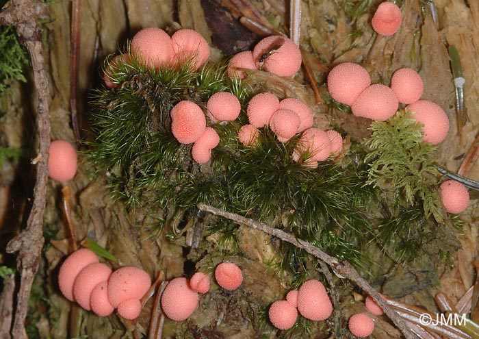 Lycogala epidendron