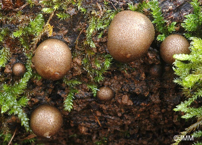 Lycogala epidendron