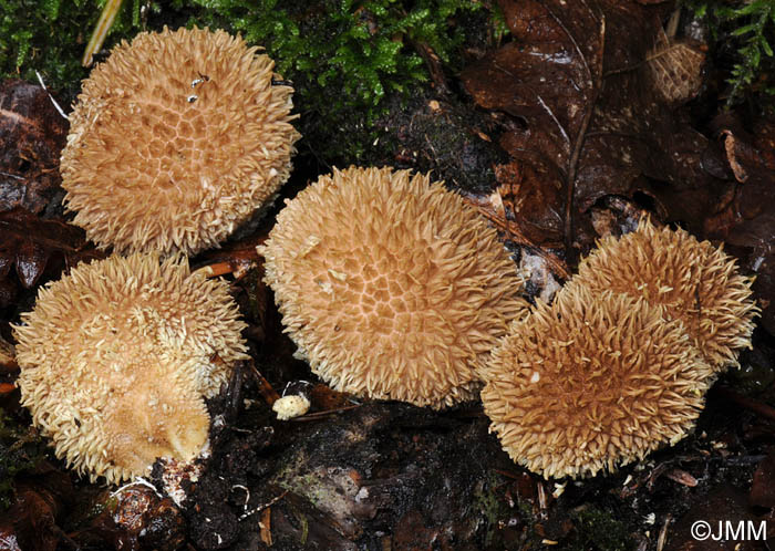 Lycoperdon echinatum