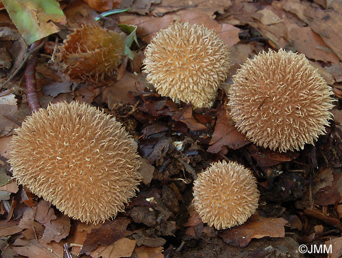 Lycoperdon echinatum