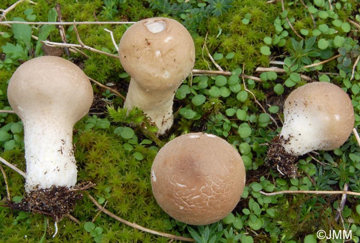 Lycoperdon lividum