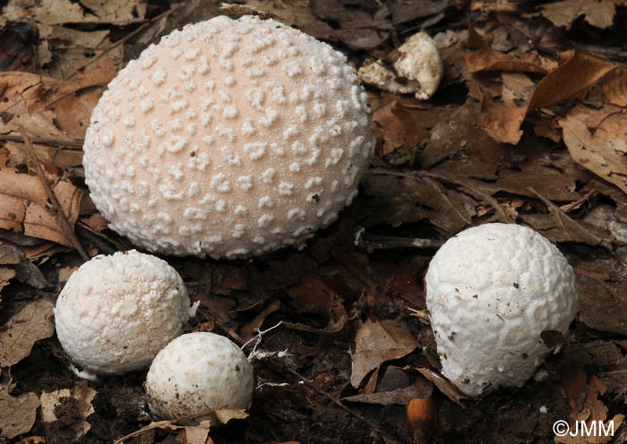 Lycoperdon mammaeforme