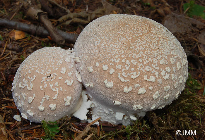 Lycoperdon mammaeforme