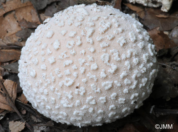 Lycoperdon mammaeforme