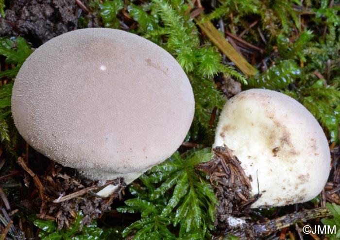 Lycoperdon molle