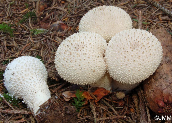 Lycoperdon perlatum