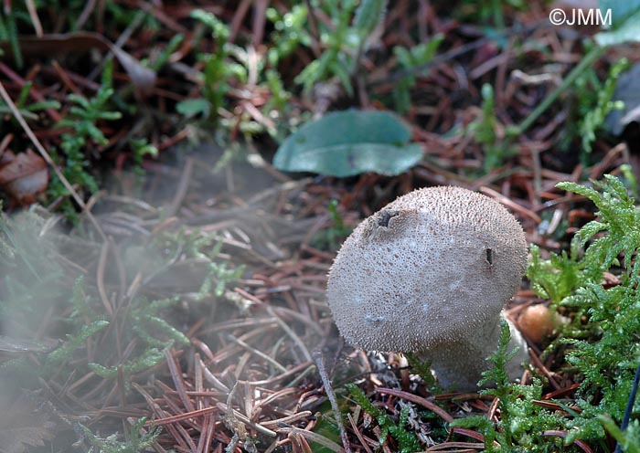 Lycoperdon perlatum