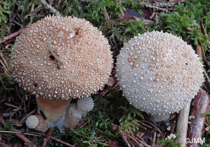 Lycoperdon perlatum