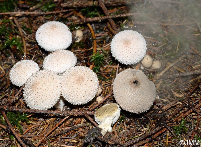 Lycoperdon perlatum