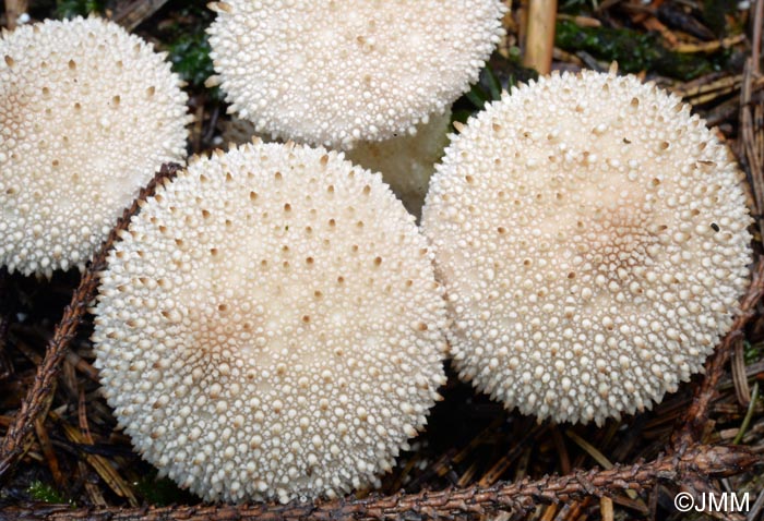 Lycoperdon perlatum