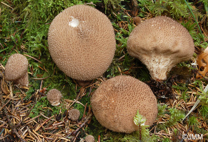 Lycoperdon umbrinum