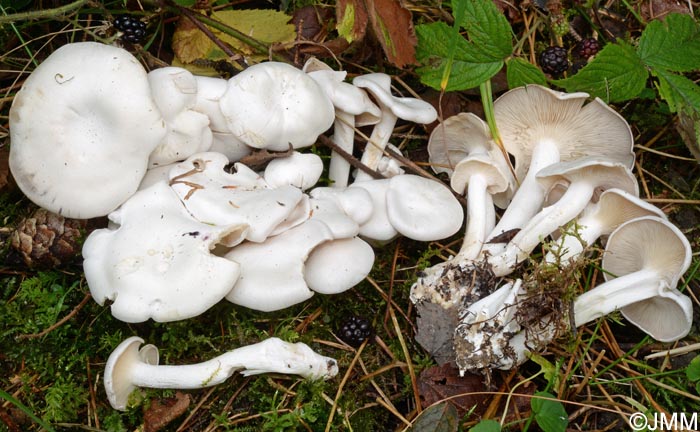 Lyophyllum connatum = Leucocybe connata