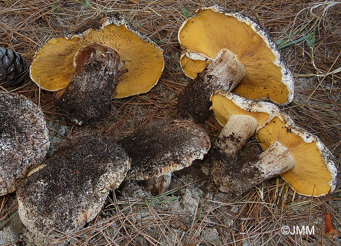 Lyophyllum hypoxanthum var. occidentale