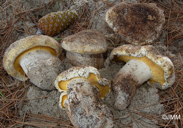 Lyophyllum hypoxanthum var. occidentale