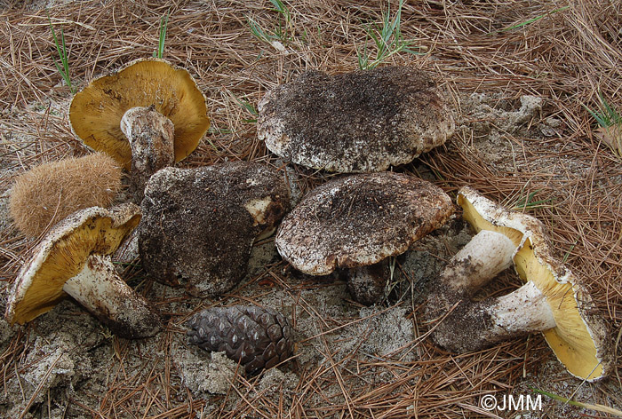 Lyophyllum hypoxanthum var. occidentale