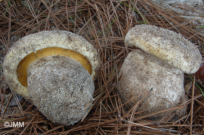 Lyophyllum hypoxanthum var. occidentale