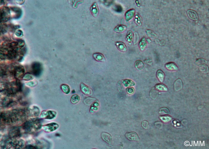 Lyophyllum infumatum : spores losangiques