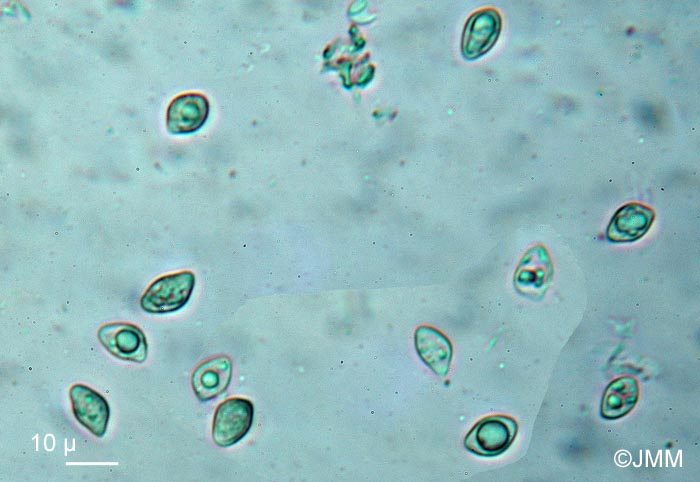 Lyophyllum infumatum f. meridionale : spores