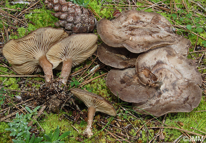 Lyophyllum littorale = Calocybe littoralis