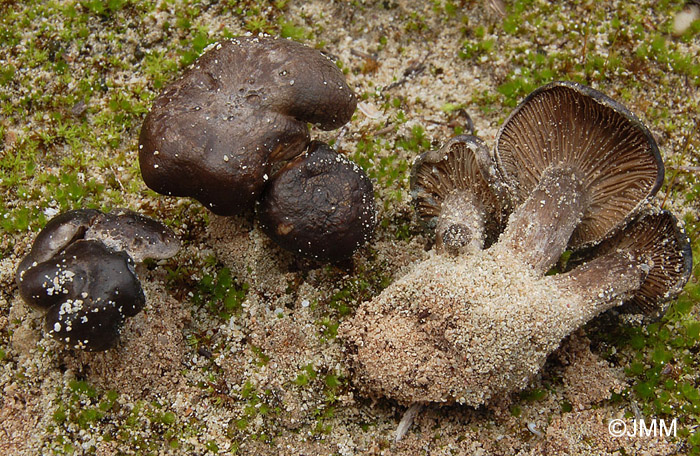 Lyophyllum littorale = Calocybe littoralis