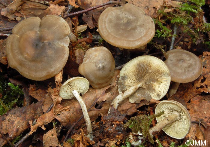 Lyophyllum maas-geesterani