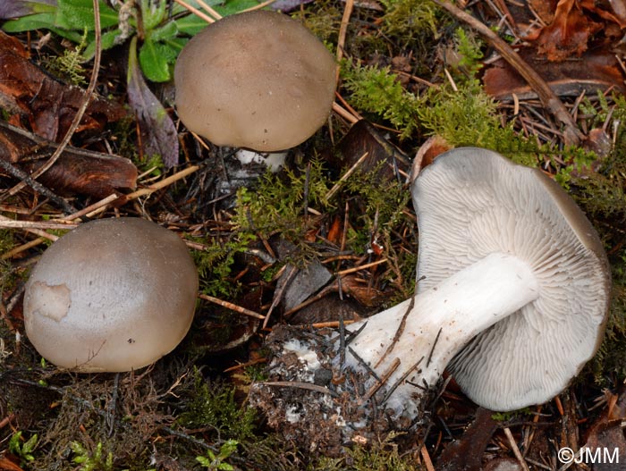 Lyophyllum macrosporum