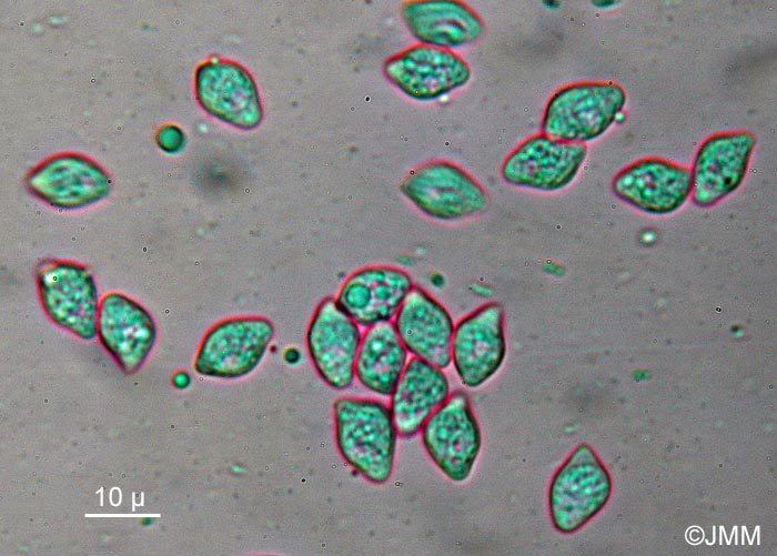 Lyophyllum macrosporum : spores