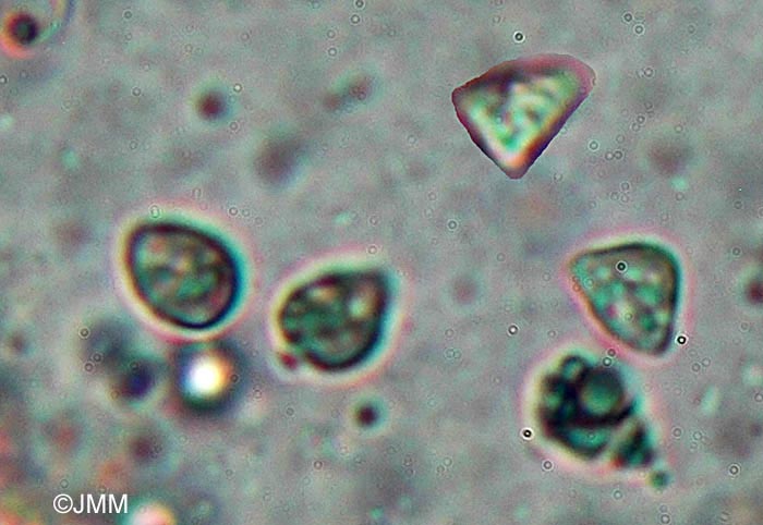 Lyophyllum rhopalopodium : spores triangulaires