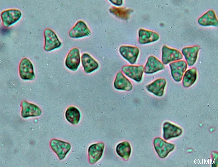 Lyophyllum rhopalopodium : spores triangulaires