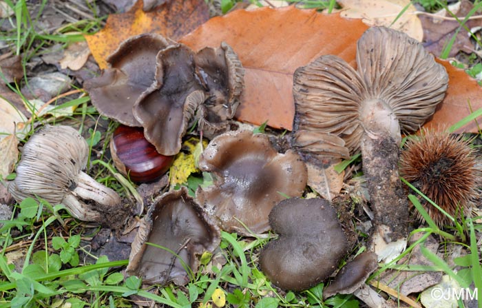 Lyophyllum subglobisporum = Lyophyllum ovisporum