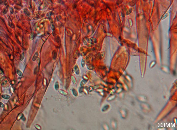 Macrocystidia cucumis : spores et cystides