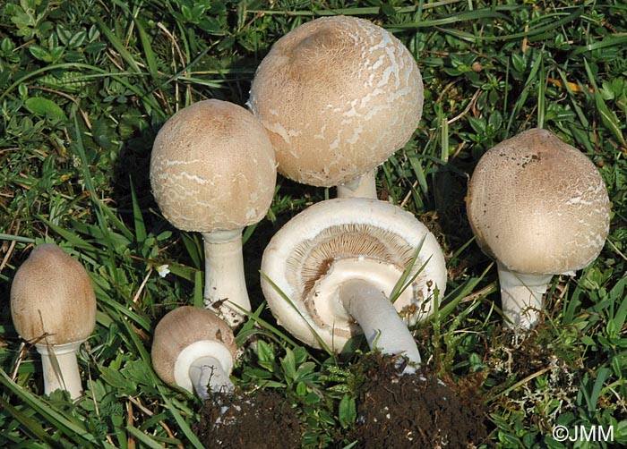 Macrolepiota excoriata