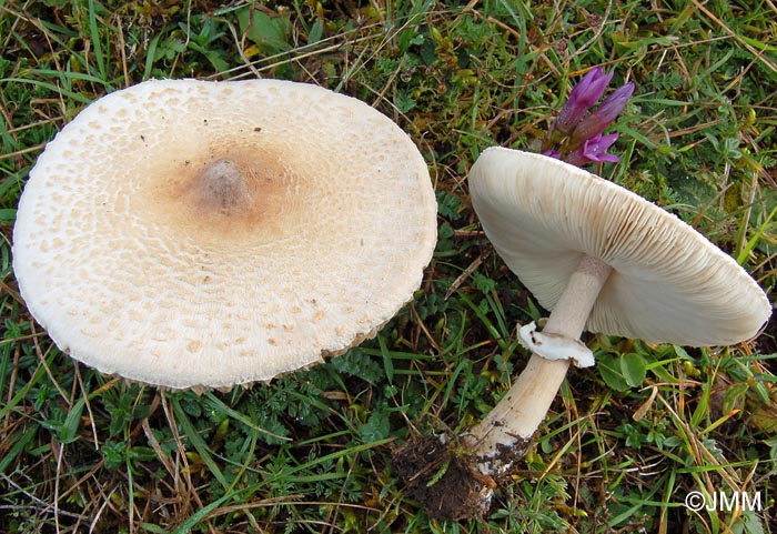 Macrolepiota excoriata