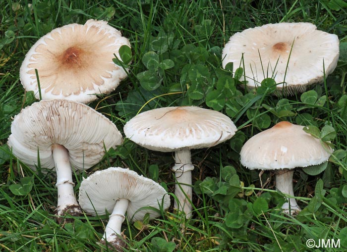 Macrolepiota excoriata