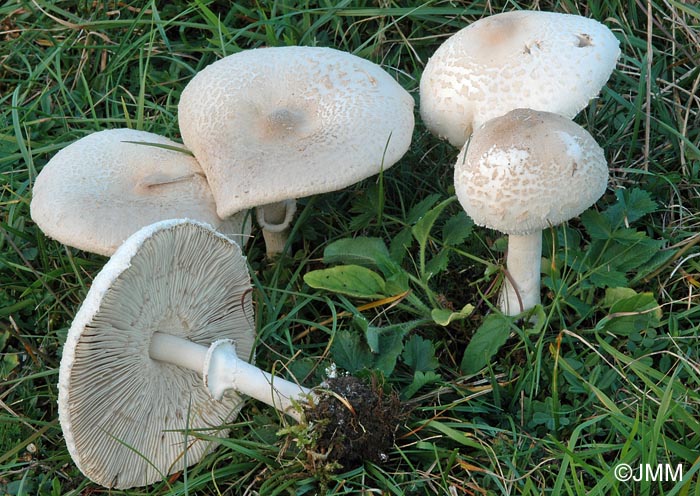 Macrolepiota excoriata