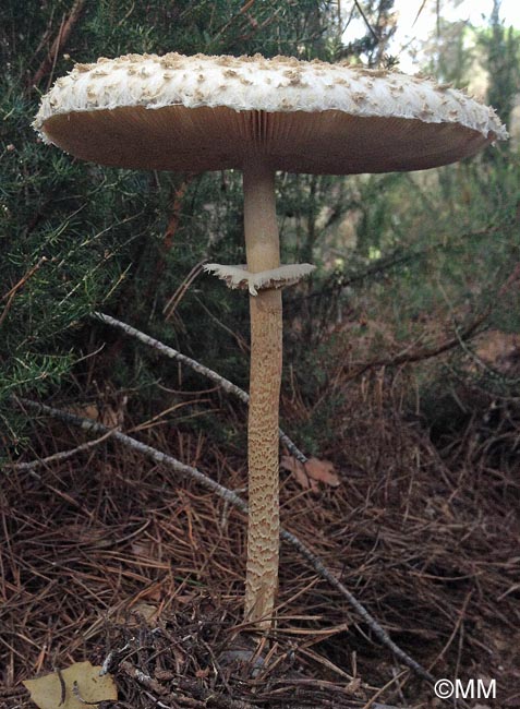 Macrolepiota fuligineosquarrosa