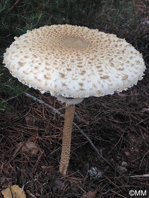 Macrolepiota fuligineosquarrosa