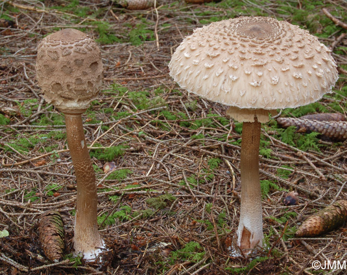 Macrolepiota fuliginosa