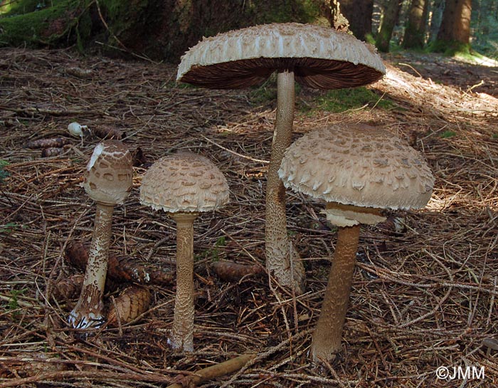 Macrolepiota fuliginosa