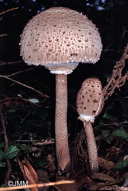 Macrolepiota fuliginosa