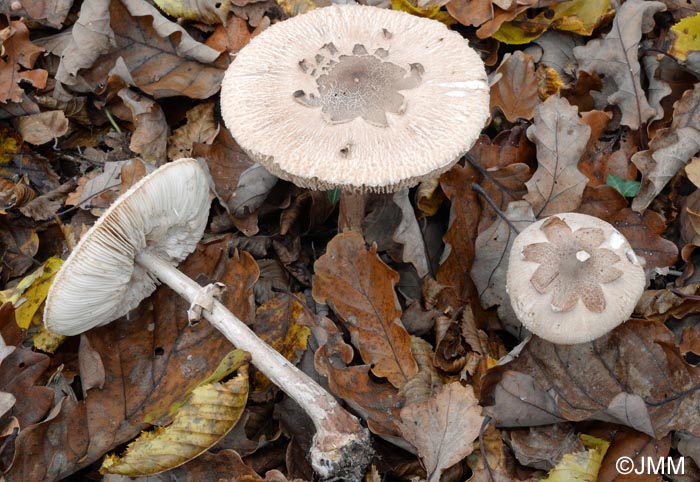 Macrolepiota rhodosperma = Macrolepiota konradii ss auct.