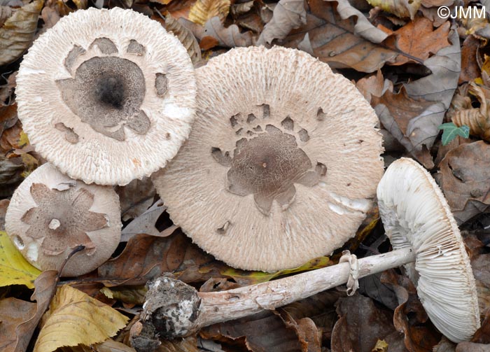 Macrolepiota rhodosperma = Macrolepiota konradii ss auct.