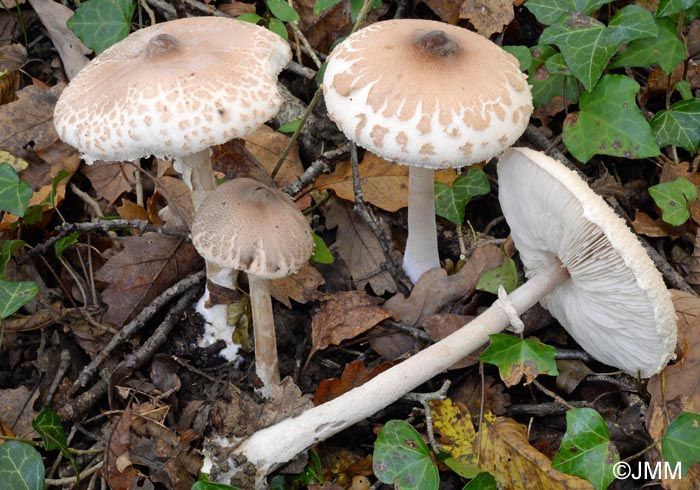 Macrolepiota mastoidea