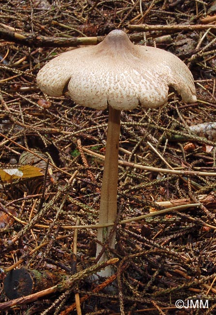 Macrolepiota mastoidea