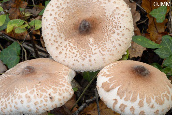 Macrolepiota mastoidea