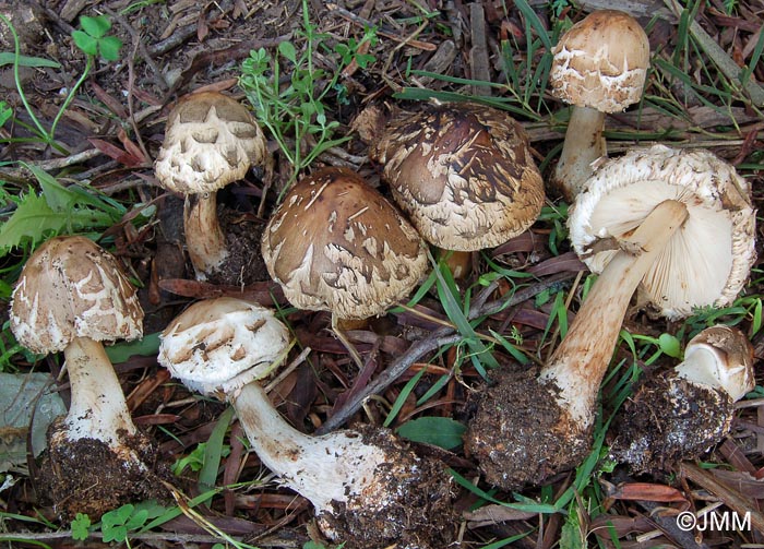 Macrolepiota permixta = Macrolepiota procera var. permixta